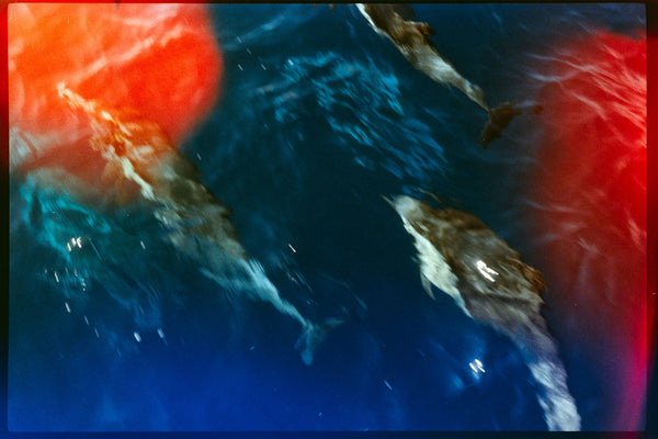 An abstract photographic print depicting dolphins swimming in deep blue water, heavily stylized with vibrant red color fields on the left and right sides.