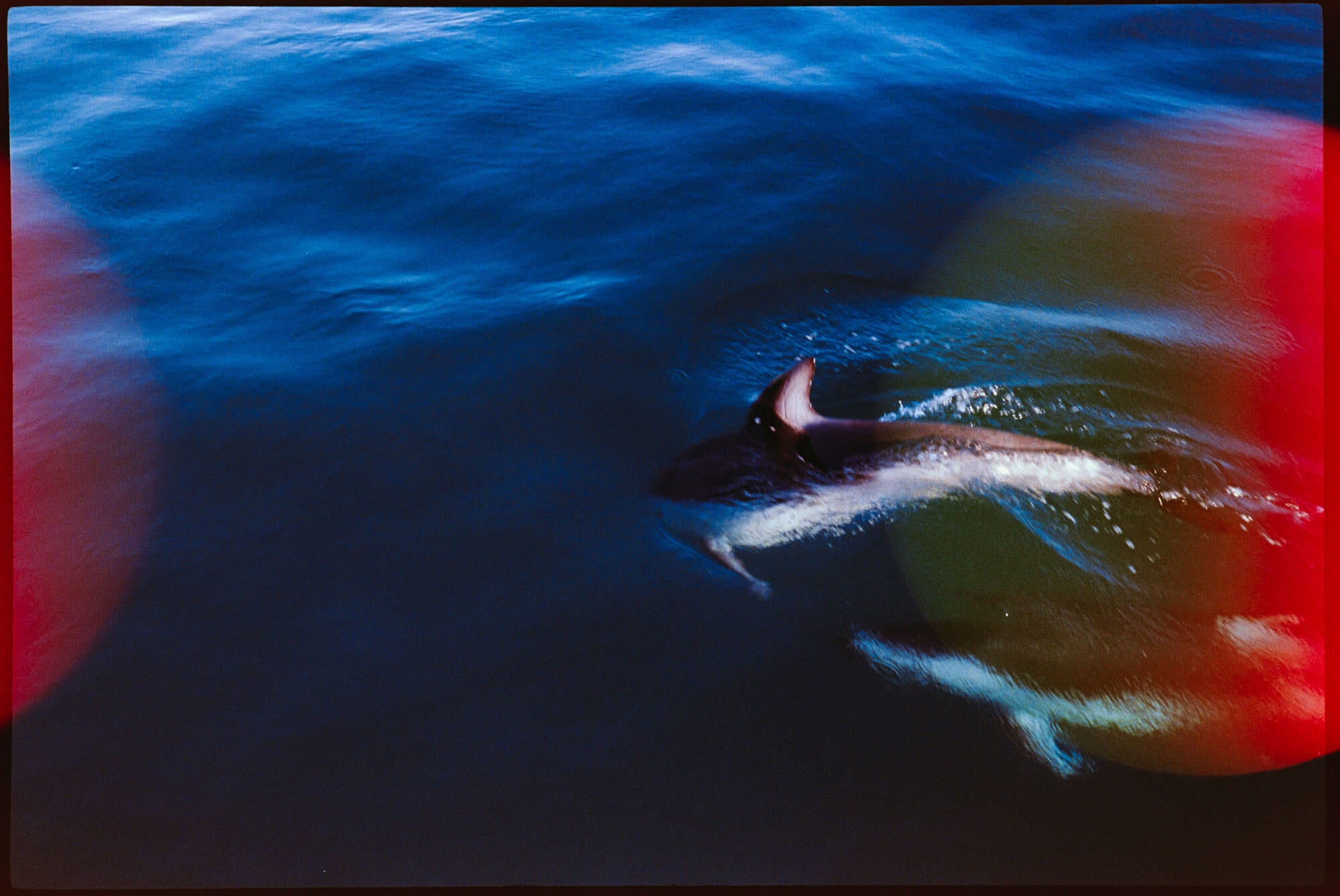 An aerial photograph of a black and white dolphin swimming in deep blue water, with red light leaks on the left and right edges.