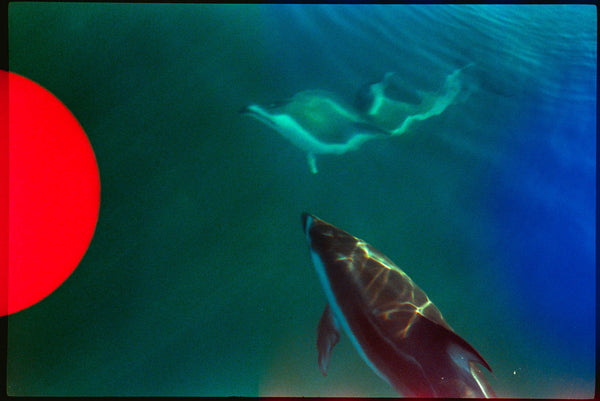 Underwater photograph of dolphins swimming in deep blue-green water, with a large bright red circular shape visible on the left side of the frame.