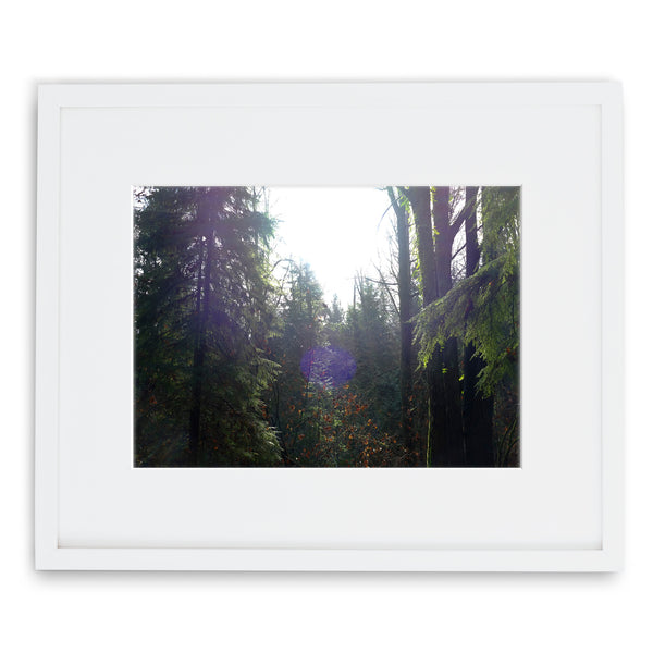 Jessie Chaney Prints - Enchanted Forest